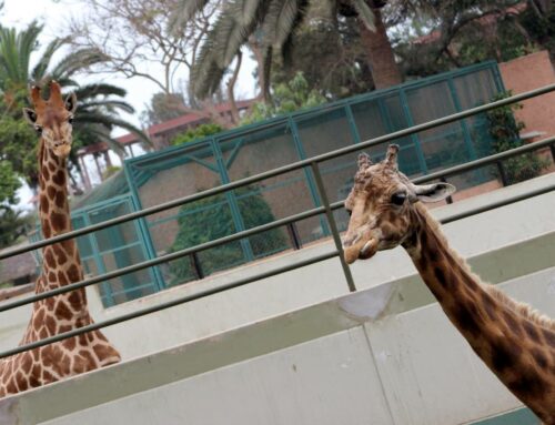 Parque de las Leyendas | Zoológico San Miguel, Lima